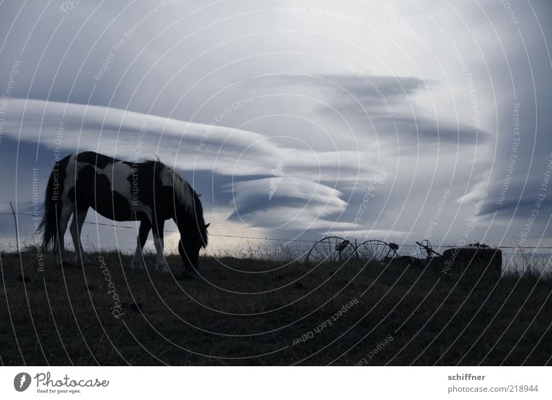 Wolkenpferd schlechtes Wetter Tier Haustier Nutztier Pferd 1 Fressen ästhetisch dunkel kalt weich Stimmung Sehnsucht Fernweh Einsamkeit Island Island Ponys