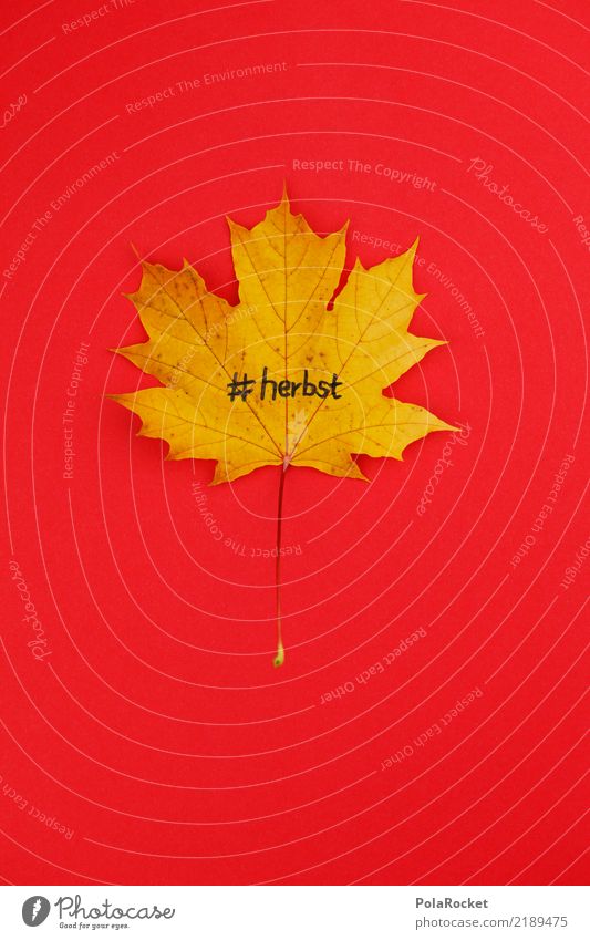 #AS# Herbstlover Umwelt Natur Blatt Freude Fröhlichkeit Ahornblatt rot gelb Vorfreude hashtag Buchstaben schwarz Herbstbeginn Kreativität Schlagwort Idee