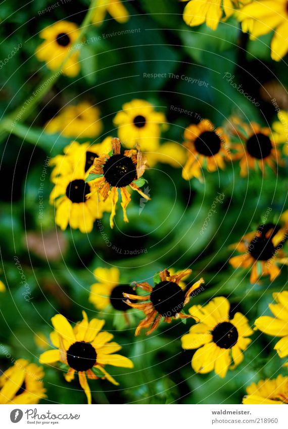 Letzte Blumen des Sommers Pflanze Blüte verblüht braun gelb grün schwarz Verfall Vergänglichkeit Farbfoto mehrfarbig Außenaufnahme Unschärfe