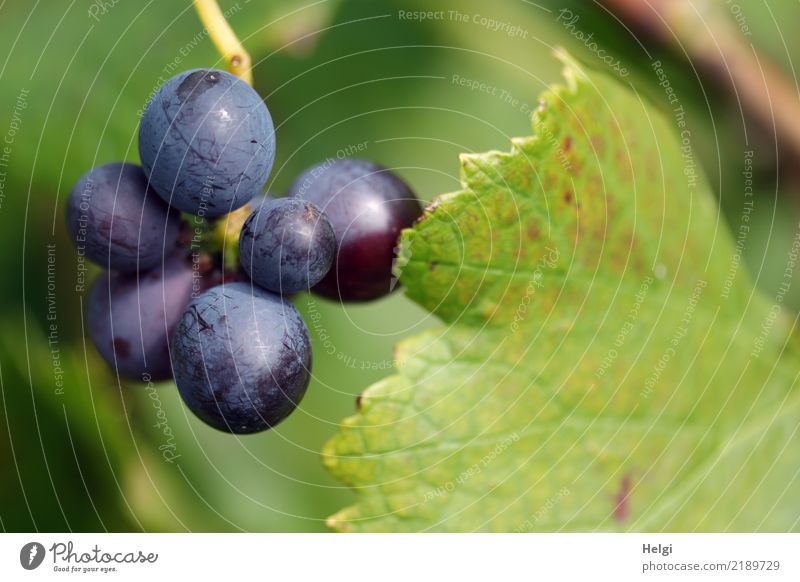 badischer Wein Umwelt Natur Pflanze Herbst Schönes Wetter Blatt Nutzpflanze Weintrauben Feld hängen Wachstum authentisch frisch klein lecker rund blau braun