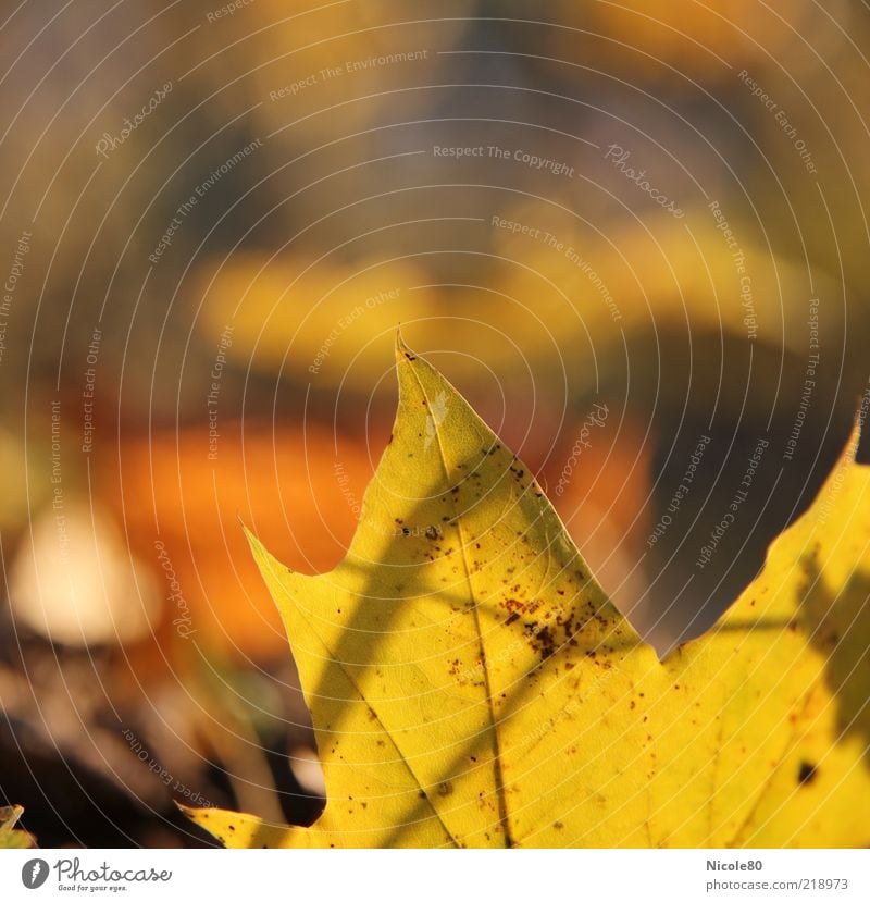 Blattgold [10/2010] Umwelt Natur Pflanze Herbst Ahornblatt Farbfoto Außenaufnahme Textfreiraum links Textfreiraum oben Tag Sonnenlicht Schwache Tiefenschärfe