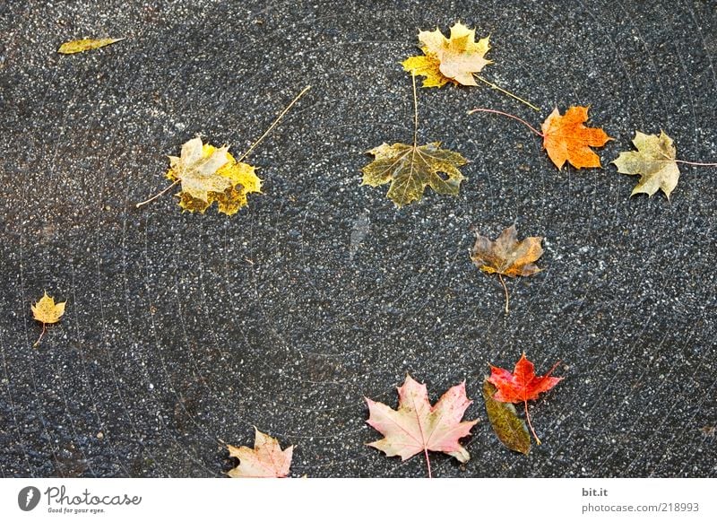 macht die Straßen bunter Herbst schlechtes Wetter Wind Blatt Wege & Pfade dunkel mehrfarbig gelb gold grau rot Herbstlaub herbstlich Herbstfärbung Herbstbeginn