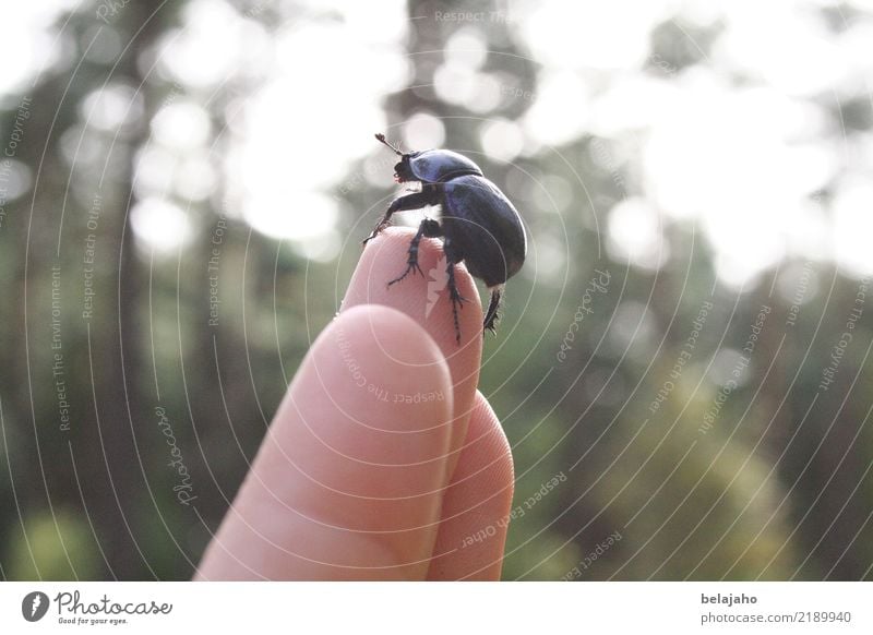 Heb ab! Hand Finger 1 Mensch Natur Wald Tier Käfer beobachten berühren krabbeln Blick schwarz Erfolg Mut Vertrauen Tierliebe achtsam geduldig ruhig Neugier