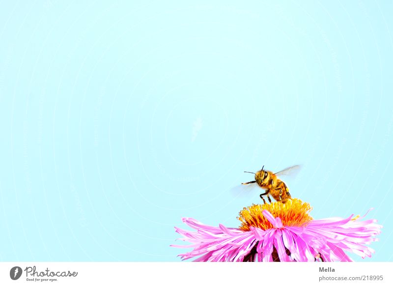 Startklar Natur Himmel Pflanze Blume Blüte Astern Tier Biene 1 Bewegung Duft klein natürlich positiv blau violett rosa fleißig Umwelt arbeitsfreudig Flügel