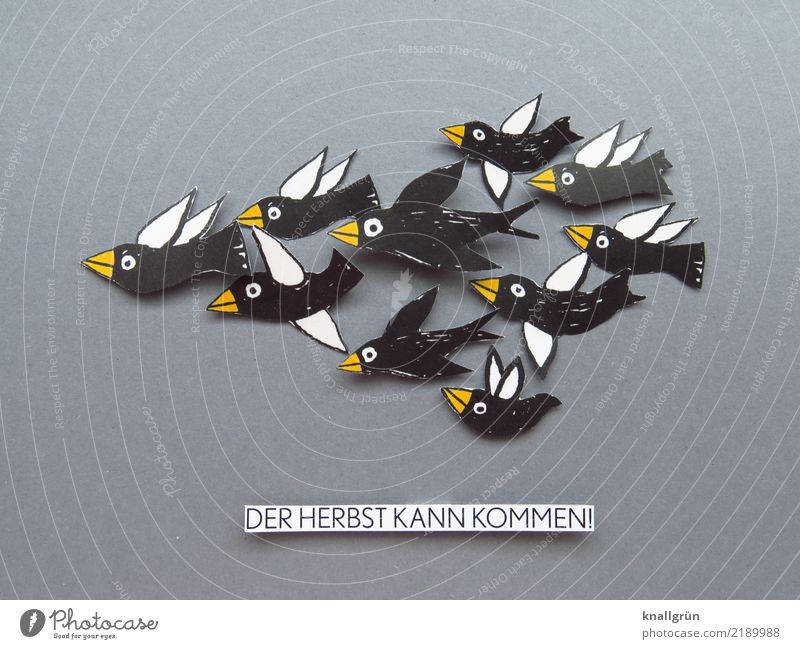 DER HERBST KANN KOMMEN! Tier Vogel Tiergruppe Schwarm Schriftzeichen Schilder & Markierungen fliegen Kommunizieren gelb grau schwarz weiß Gefühle Stimmung