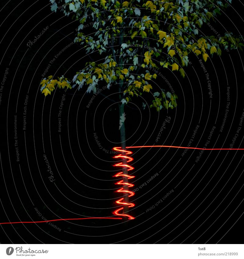 bioinduktion Pflanze Baum trendy neu verrückt Spirale Spule Windung Ahorn Baumstamm lightpainting Farbfoto Experiment Textfreiraum oben Licht Kontrast