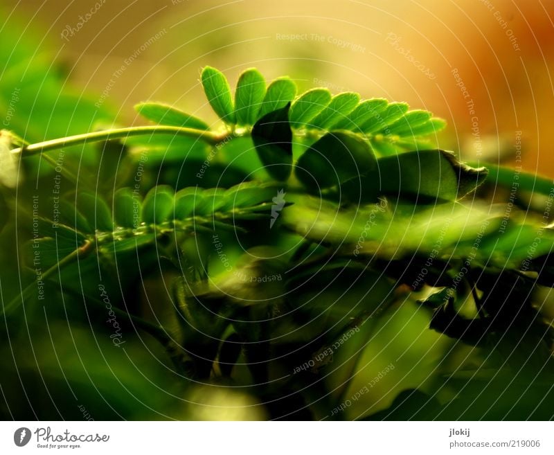 Sensibelchen Pflanze Blatt Wachstum braun grün Farbfoto mehrfarbig Innenaufnahme Detailaufnahme Makroaufnahme Tag Schatten Schwache Tiefenschärfe Menschenleer