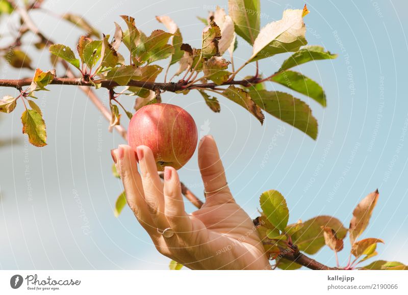 one apple a day Lebensmittel Frucht Apfel Ernährung Essen Sport Fitness Sport-Training Mensch feminin Frau Erwachsene Hand Finger 1 Umwelt Natur Pflanze Tier