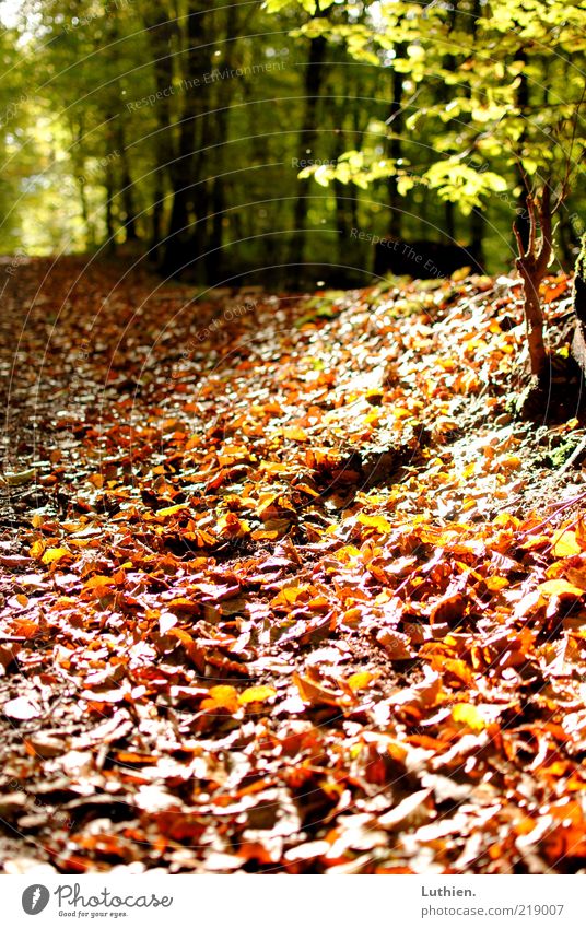 Blattgestöber Natur Pflanze Erde Herbst Schönes Wetter Wald Farbfoto Außenaufnahme Menschenleer Tag Schwache Tiefenschärfe Froschperspektive Herbstfärbung