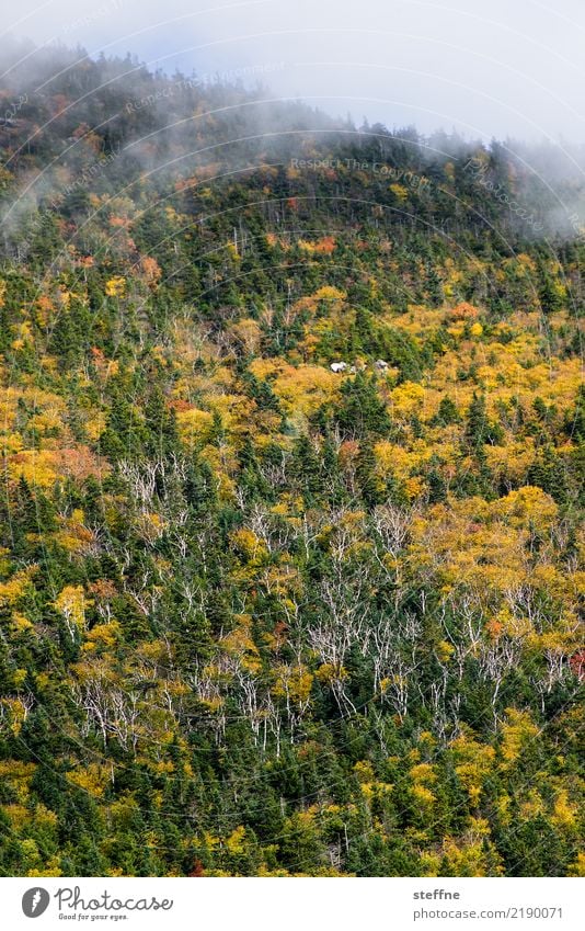 herbst Natur Landschaft Herbst Nebel Baum Wald Berge u. Gebirge ästhetisch Färbung Herbstlaub white mountains USA Neuengland New Hampshire Birkenwald Farbfoto
