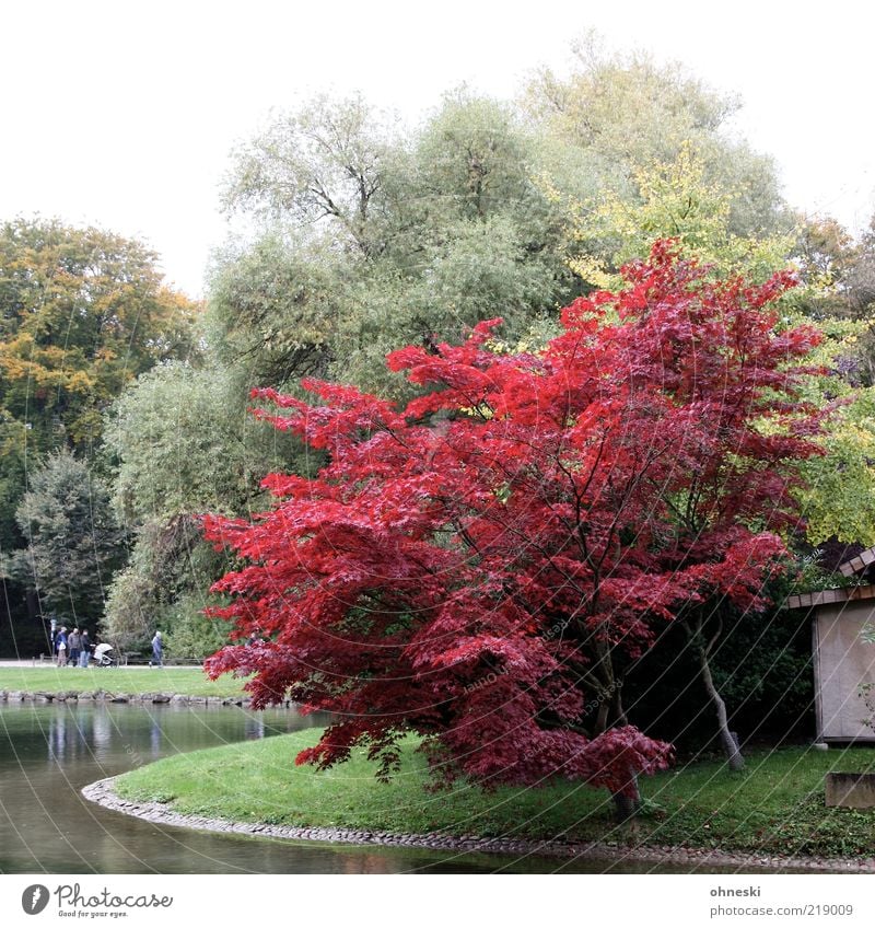 Roter Oktober Umwelt Natur Herbst Baum Park Seeufer Teich rot Farbfoto mehrfarbig Erholung Spaziergang Menschengruppe
