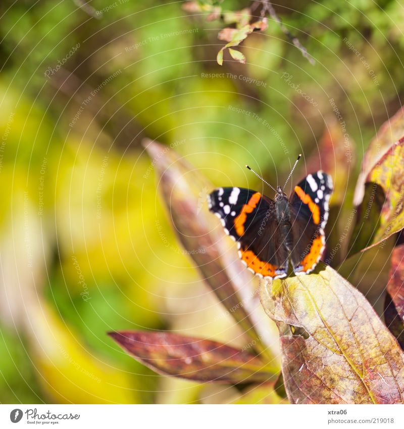 hier scheint die Sonne Natur Pflanze Tier Frühling Sommer Blatt Schmetterling 1 ästhetisch Farbfoto Außenaufnahme Nahaufnahme Morgen Tag Sonnenlicht Tierporträt