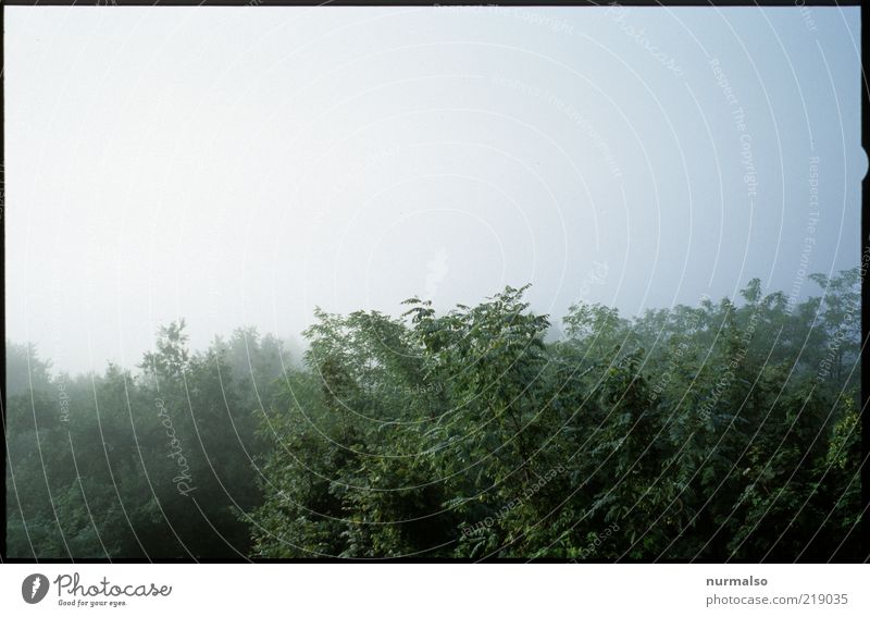 dahinter Nebel Natur Landschaft Pflanze Sommer Klima Urwald kalt grün Nebelhorn (Berg) schlechtes Wetter Gedeckte Farben Morgen Morgendämmerung Licht