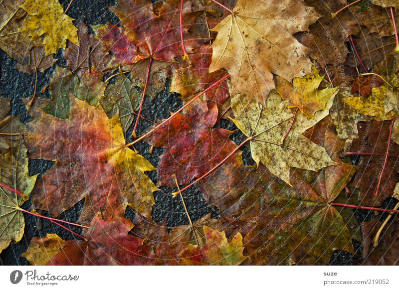 Matsch Umwelt Natur Herbst Blatt Straße Wege & Pfade authentisch dreckig Gefühle Herbstlaub herbstlich Jahreszeiten Färbung Straßenbelag Ahorn platt