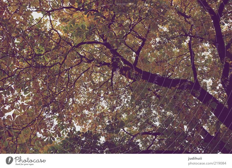 Schöne Aussichten Umwelt Natur Landschaft Pflanze Baum Blatt Blätterdach Baumkrone hoch braun gold grün Vergänglichkeit Baumstamm Höhe Herbst herbstlich