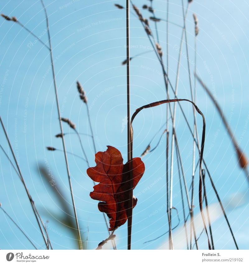 Blatt solo Wolkenloser Himmel Herbst Schönes Wetter Gras Wildpflanze blau braun rot ästhetisch einzigartig Leichtigkeit Mittelpunkt Natur Vergänglichkeit