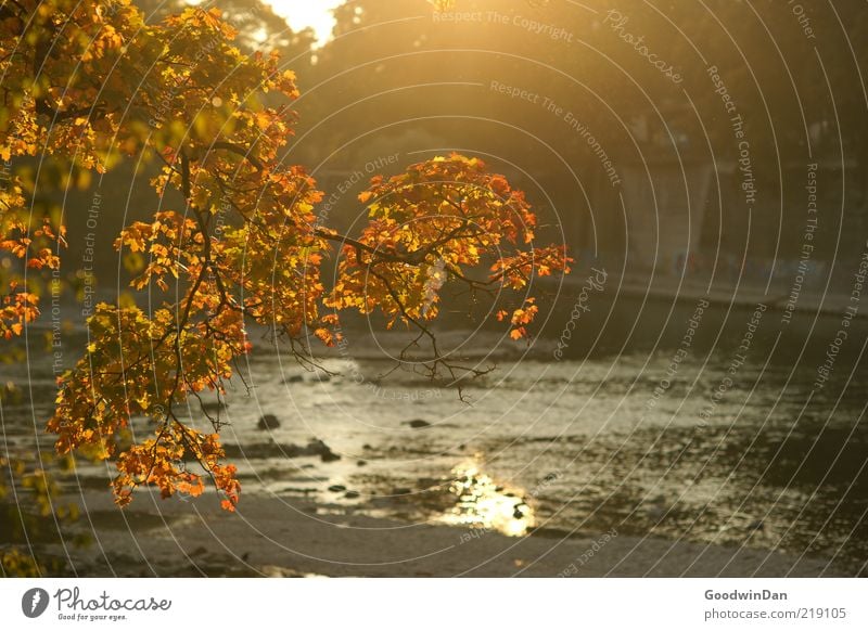 golden Umwelt Natur Flussufer leuchten schön Stimmung frei Herbst Farbfoto Außenaufnahme Menschenleer Dämmerung Schwache Tiefenschärfe Ast herbstlich