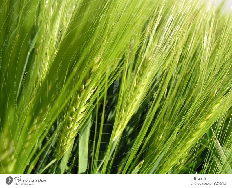 Getreide Gerste Natur Pflanze Korn Landwirtschaft Feld Ähren Makroaufnahme Nahaufnahme