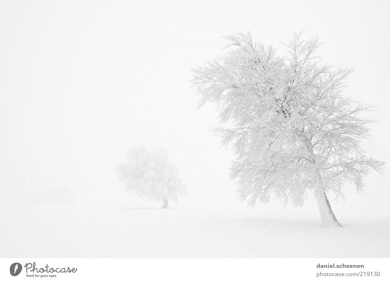 ganz viel weiß Klima Wind Nebel Eis Frost Schnee Baum hell Monochrom Schwarzwald Schwarzweißfoto Gedeckte Farben Textfreiraum links Menschenleer traumhaft