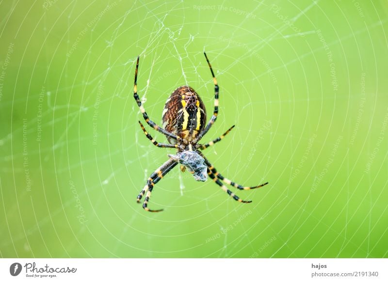 Wespenspinne, Argiope bruennichi Cornacchiaia Natur Wildtier Spinne Netz groß weiblich Radnetzspinne Insekt Zoologie Farbfoto Außenaufnahme Nahaufnahme
