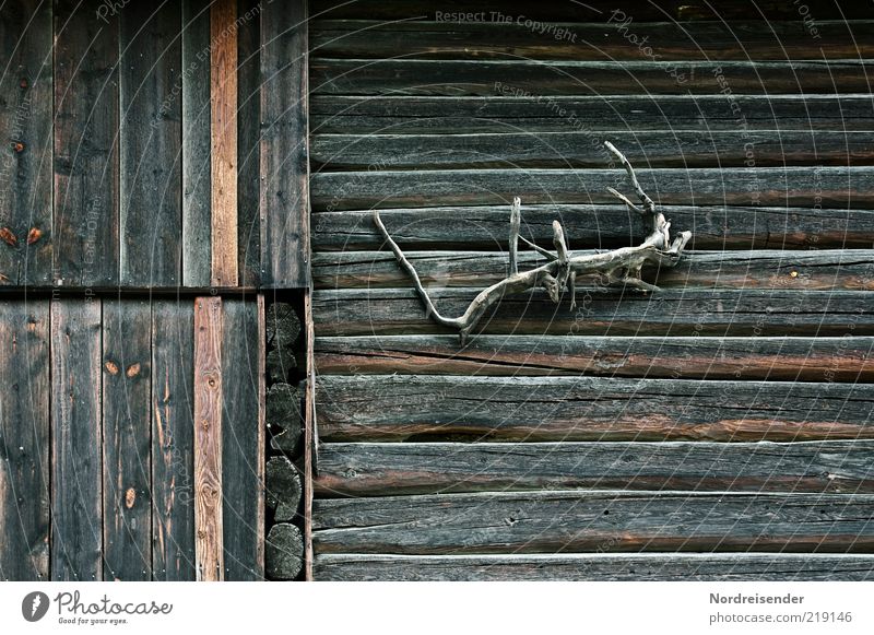 Echse Dekoration & Verzierung Natur Hütte Fassade Holz braun ästhetisch geheimnisvoll Kitsch Kunst nachhaltig Rätsel Holzhaus Skandinavien seltsam Holzfassade