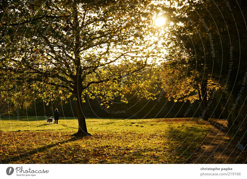 Herbstspaziergang mit Hund Mensch Leben 1 Pflanze Sonnenlicht Schönes Wetter Blume Park Tier gehen genießen Sympathie Zusammensein Tierliebe Einsamkeit