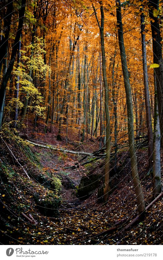Rotkäppchenwald Landschaft Erde Herbst Schönes Wetter Baum Sträucher Blatt Wildpflanze Wald Hügel dunkel mehrfarbig Freizeit & Hobby Wandel & Veränderung