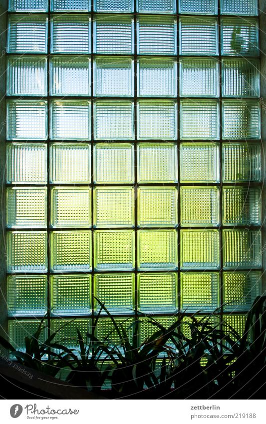 Fenster Haus Traumhaus Gebäude Mauer Wand Blick hell Glas Glasbaustein Muster Pflanze Zimmerpflanze Grünpflanze durchsichtig Flur Treppenhaus Unschärfe