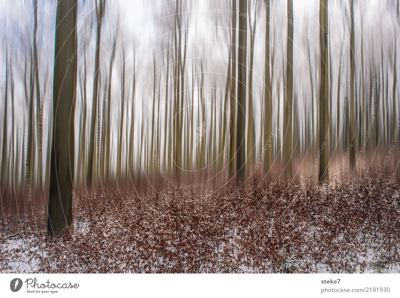 Herbstwaldfinale Winter Schnee Wald hoch trocken braun Bewegung kalt Natur Wandel & Veränderung Unschärfe Buchenwald Laubwald Außenaufnahme abstrakt