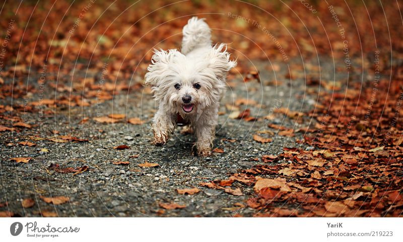 Killer Natur Herbst Tier Haustier Hund 1 laufen rennen Fröhlichkeit Zufriedenheit Lebensfreude Vorfreude Begeisterung Euphorie herbstlich Blatt Herbstlaub