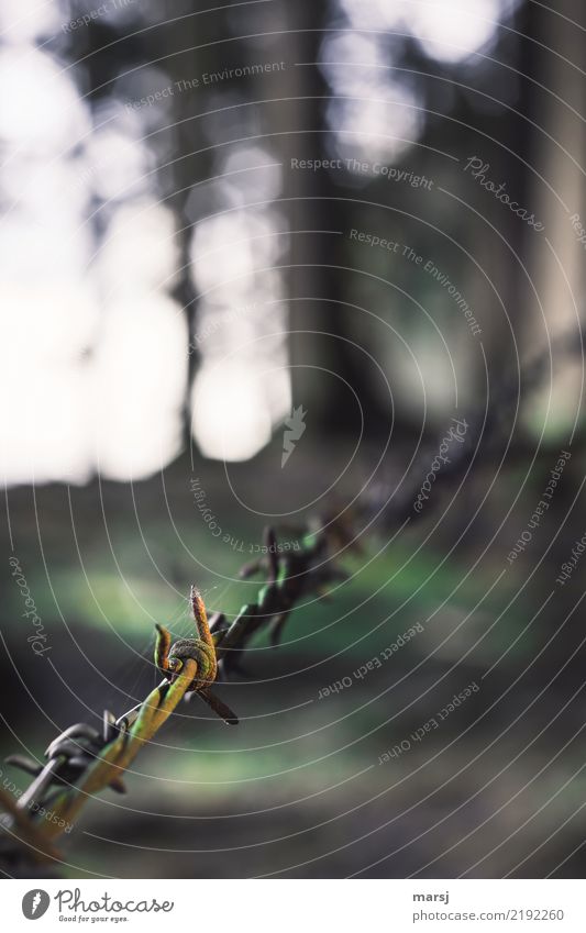 Spinnenetzhaltevorrichtung Stacheldrahtzaun Spinnennetz Zaun Moos Rost Stahl außergewöhnlich authentisch eckig einfach Ekel gruselig einzigartig Ausgrenzung