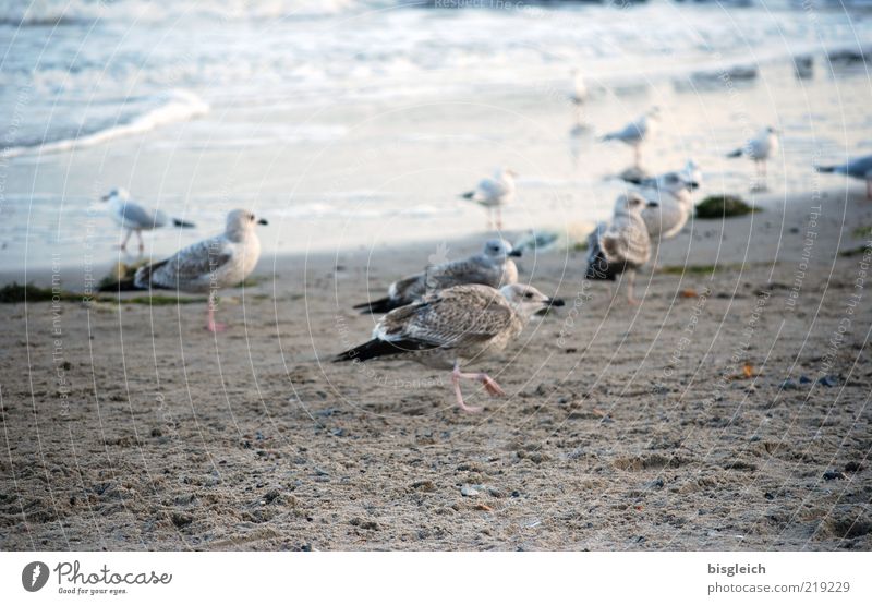 Möwen III Strand Meer Wellen Küste Ostsee Vogel Tiergruppe Schwarm Sand Wasser laufen kalt blau braun grau Farbfoto Gedeckte Farben Außenaufnahme Tag mehrere
