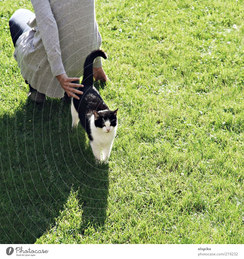 Rücken an Rücken Mensch feminin Frau Erwachsene 1 Tier Haustier Katze hocken knien stehen warten Rasen Rasenfläche grün Fell Farbfoto Außenaufnahme