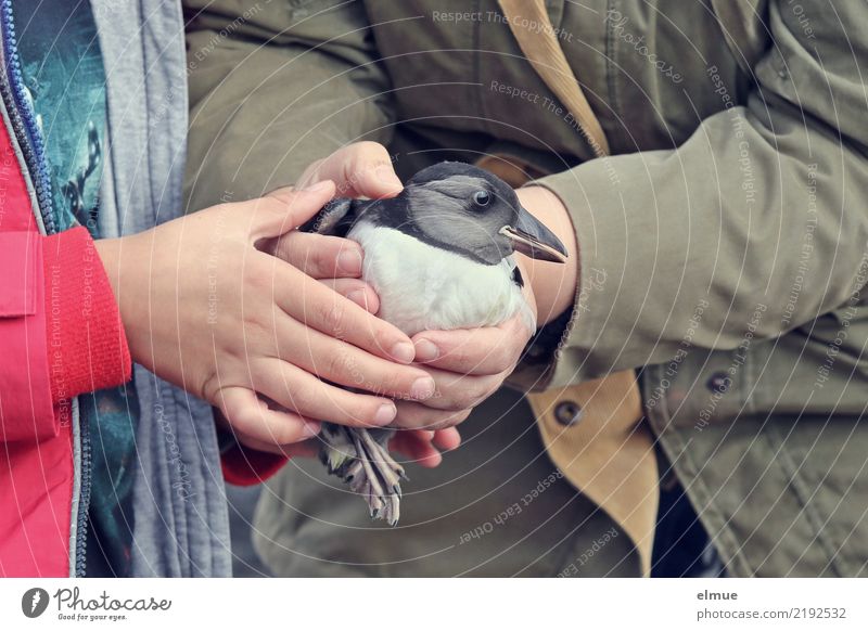 little Puffin (1) Hand Wildtier Vogel Papageitaucher Tierjunges Ritual Tradition berühren entdecken fangen festhalten tragen werfen Zusammensein Glück