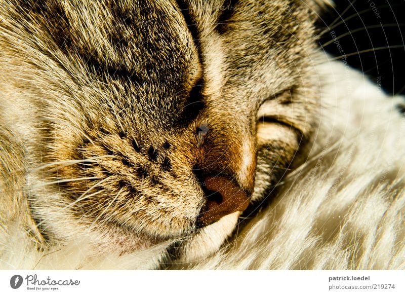 Der Katze liebstes Hobby Natur Tier Haustier Tiergesicht Fell Erholung genießen liegen schlafen träumen kuschlig nah niedlich Zufriedenheit Geborgenheit