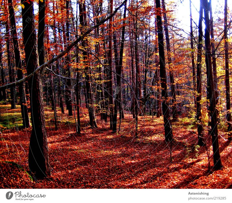 der rote Wald Umwelt Natur Landschaft Pflanze Erde Herbst Wetter Schönes Wetter Baum Blatt stehen hoch braun schwarz Baumstamm Mühlviertel Boden Ast Geäst Zweig