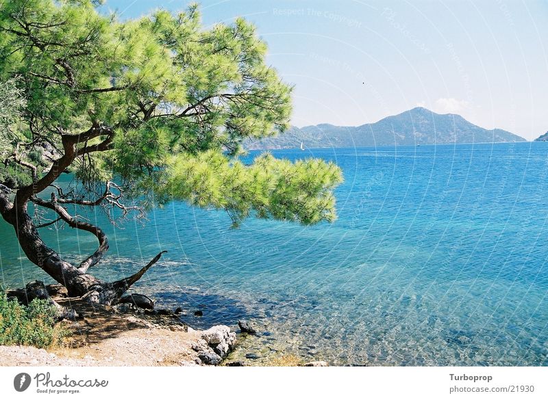 Baum am Wasser Meer Küste Ferien & Urlaub & Reisen Europa