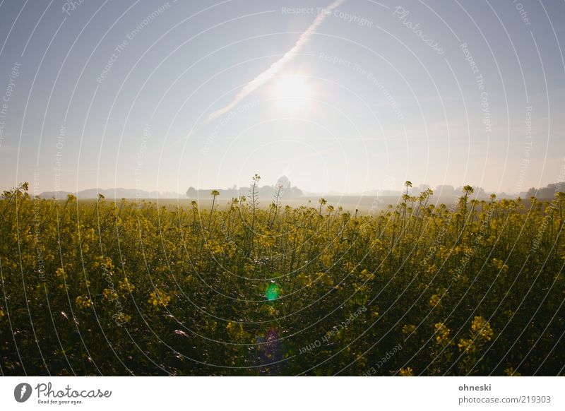 Schöner Morgen Natur Landschaft Pflanze Sonnenaufgang Sonnenuntergang Nebel Nutzpflanze gelb Farbfoto Lichterscheinung Sonnenlicht Gegenlicht Raps Rapsfeld