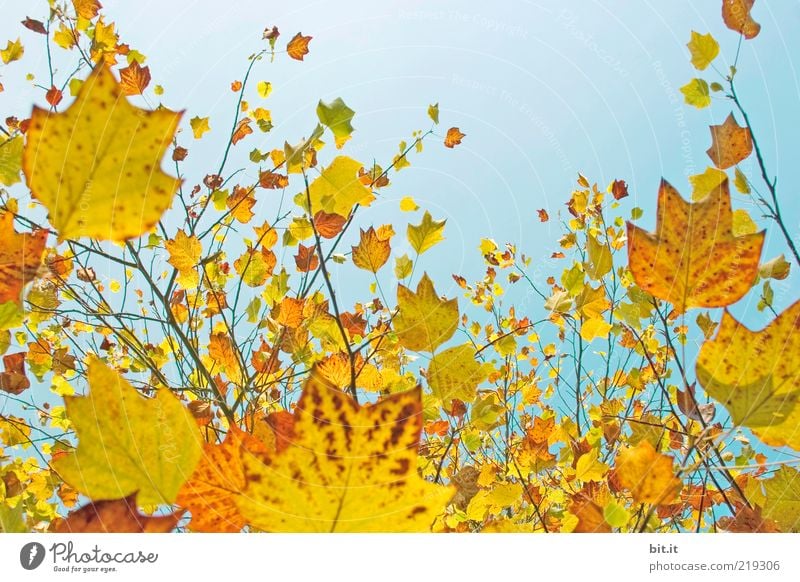 Frisch in den Herbst...(IX) Natur Pflanze Luft Himmel Wolkenloser Himmel Schönes Wetter Blatt oben blau gelb gold Stimmung Umwelt Vergänglichkeit