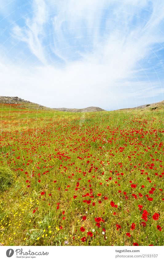 Kreta - Griechenland - Mohnwiesen von Prevelhi Preveli Blumenwiese Blüte Blühend Natur Ferien & Urlaub & Reisen Reisefotografie Idylle Postkarte Tourismus
