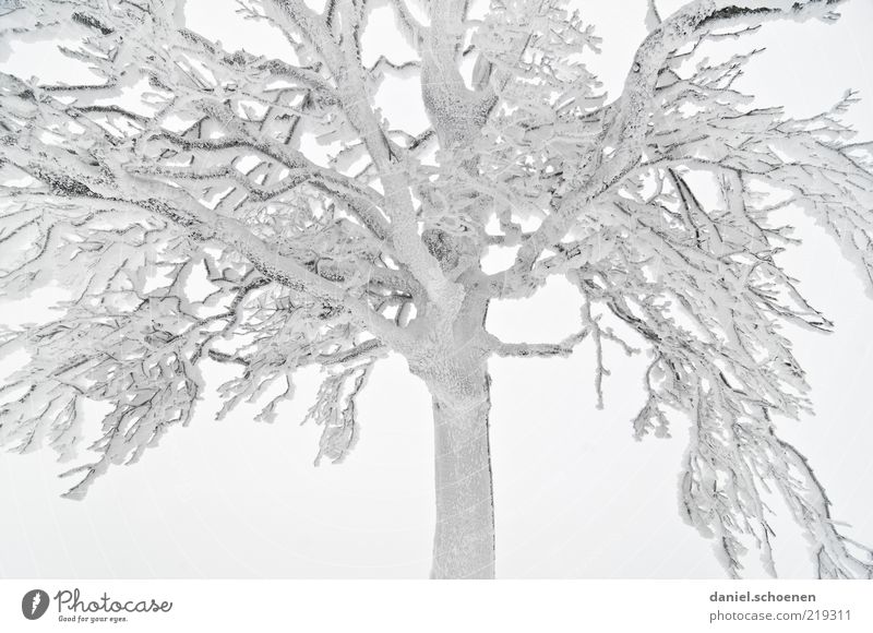 -8 Grad Winter Klima Nebel Eis Frost Schnee Baum hell Ast Raureif Licht kalt Bildausschnitt Anschnitt Detailaufnahme laublos