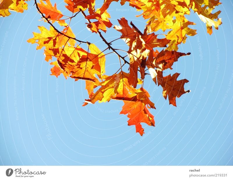 Prachtherbst Natur Himmel Herbst Schönes Wetter Blatt blau mehrfarbig gold prächtig Jahreszeiten Laubbaum Roteiche Eiche Herbstlaub herbstlich Herbstbeginn