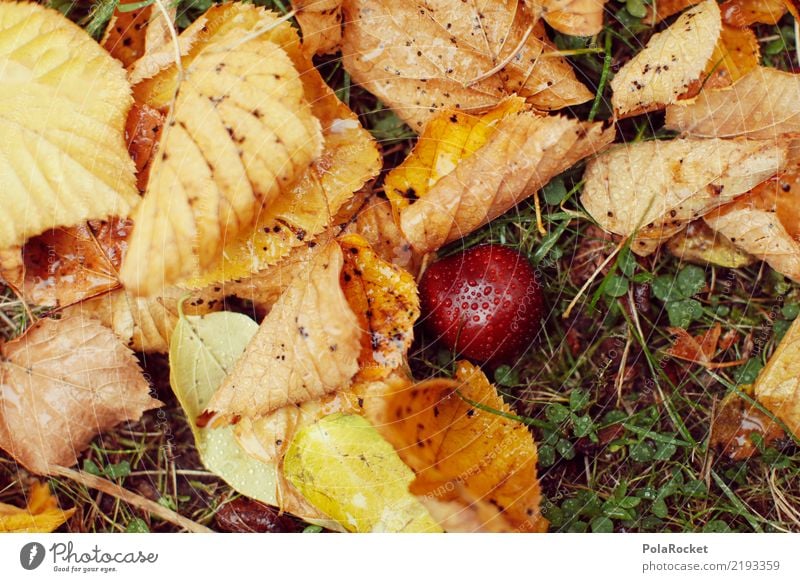 #AS# *NEWS* Herbst am Boden! Kunst Kunstwerk ästhetisch herbstlich Herbstlaub Herbstfärbung Herbstbeginn Herbstwald Herbstwetter Herbstlandschaft Herbststurm