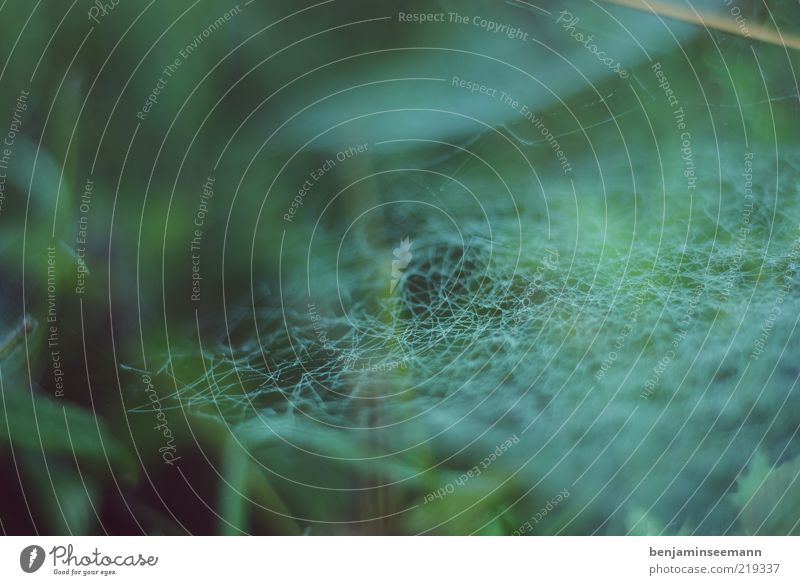 Komplexes Spinnennetz zwischen Gräsern und Sträuchern vor grünem Hintergrund Pflanze Grünpflanze Weben gewebt Falle beklemmend dunkel Farbfoto Außenaufnahme