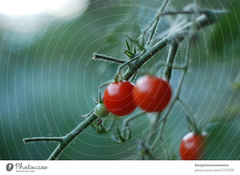 Drei rote reife Tomaten hängend am Strauch im Garten mit grünem Hintergrund. Pflanze Grünpflanze Gemüse lecker Farbfoto Außenaufnahme Menschenleer