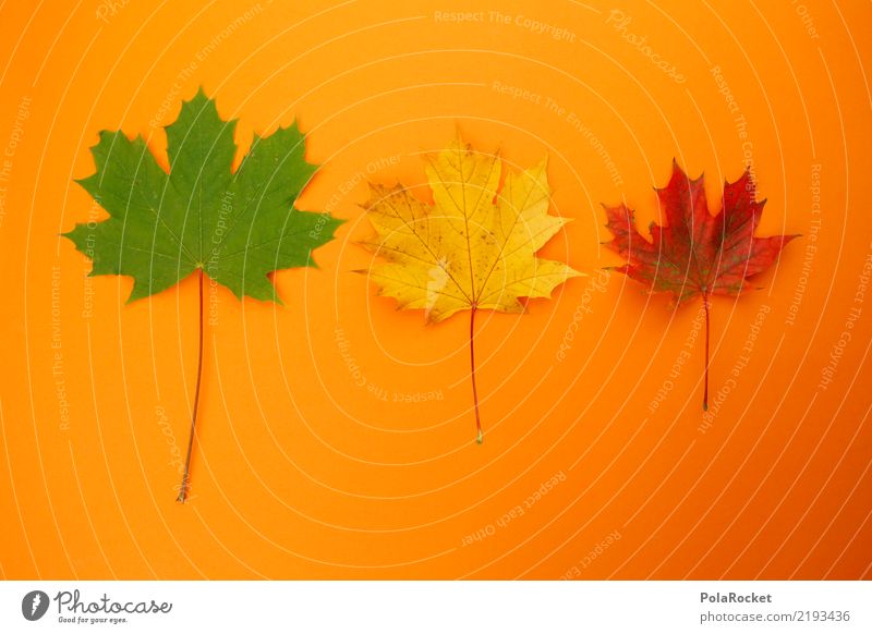 #AS# Herbst-Dreier Kunst Kunstwerk ästhetisch 3 herbstlich Herbstlaub Herbstfärbung Herbstbeginn Herbstwald orange grün gelb rot Ahornblatt Farbfoto mehrfarbig