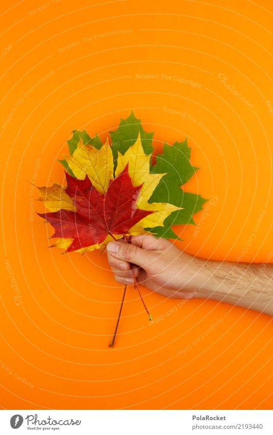 #AS# Herbstgruß Natur ästhetisch Blatt Ahornblatt rot gelb grün orange festhalten Strauß herbstlich Herbstlaub Herbstfärbung Herbstbeginn 3 Farbfoto mehrfarbig