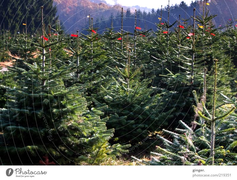 Wir warten aufs Christkind Natur Landschaft Pflanze Baum viele grün Tanne Weihnachtsbaum Schonung Baumschule Nadelbaum Tradition Ritual Kultur gezüchtet