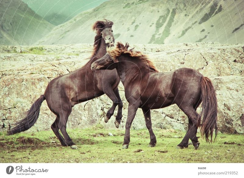Die tun nur so als ob Natur Landschaft Tier Wind Wiese Felsen Berge u. Gebirge Nutztier Wildtier Pferd 2 Tierpaar kämpfen laufen ästhetisch natürlich wild braun