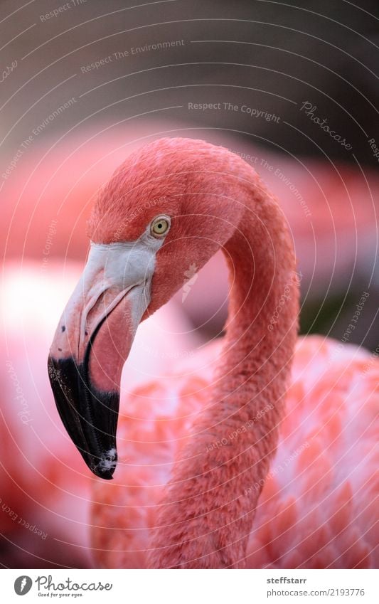 Rosa karibischer Flamingo, Phoenicopterus ruber Tier Wildtier Vogel 1 wild rosa rosa Flamingo Karibischer Flamingo phoenicopterus ruber Wildvogel Brutzeit